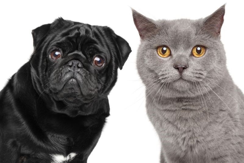 A pug and a grey cat