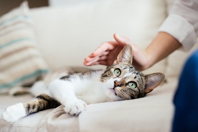 A cat being stroked on a sofa