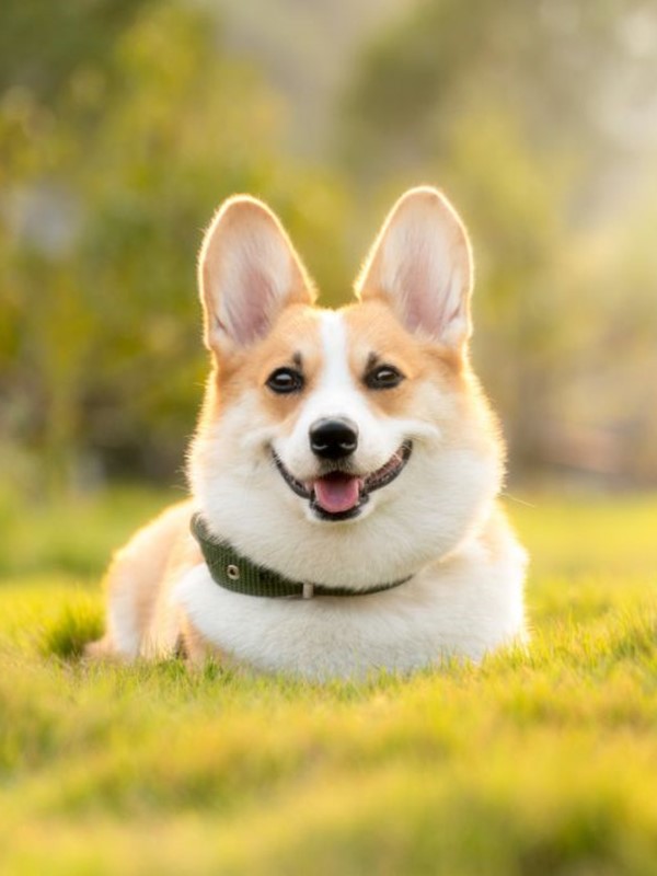 A corgi lying in the grass